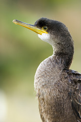 cormorant