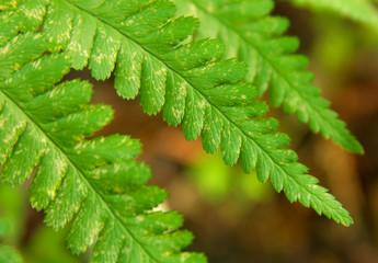 fern