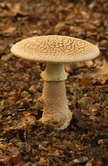 toadstool