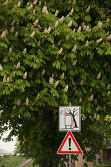 achtung kastanie