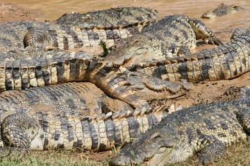 krokodile