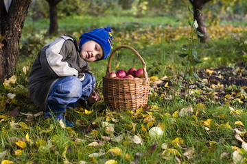 little boy posing outdoors with apples by autumn