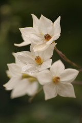 piccoli fiori bianchi