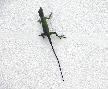 geco