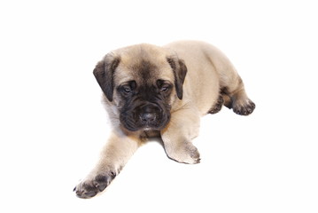english mastiff puppy on white © Joy Fera