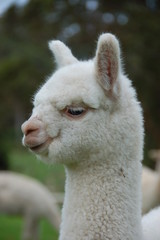 Obraz premium juvenile alpaca