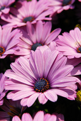 fleur