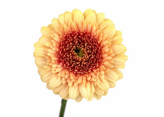 flowers, yellow gerbera