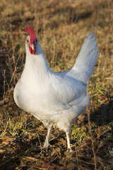 white hen