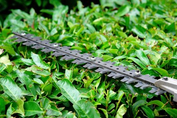hedge trimmer