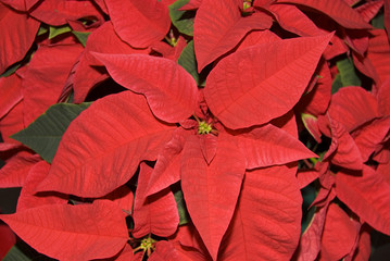 poinsettia close up