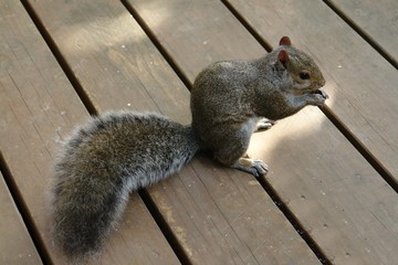 squirrel