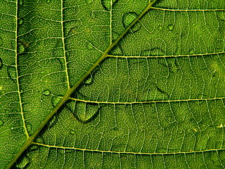 green leaf with drop