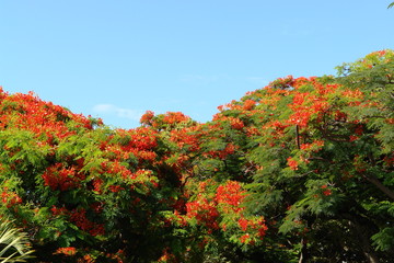 Naklejka premium flamboyant en fleur