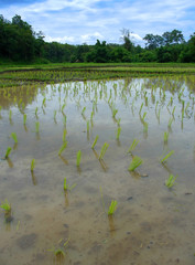 rice field in thailand