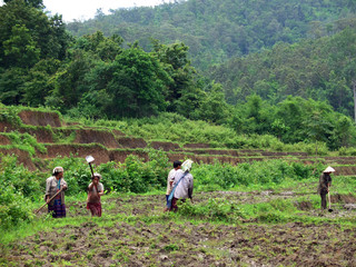 Fototapeta na wymiar rice workers