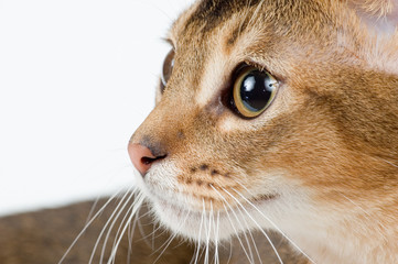 the kitten on a white background