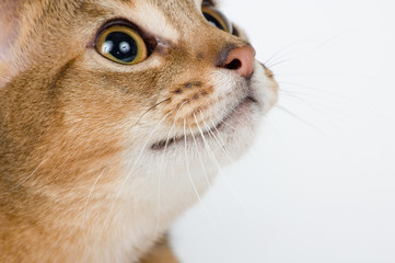 the kitten on a white background