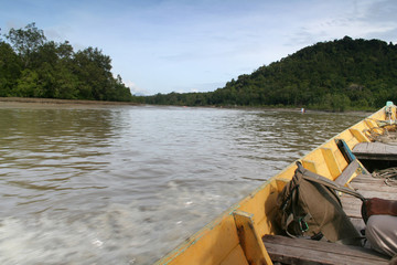 mangrove forest of bako national park