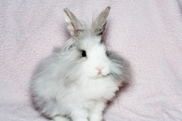 the royal lion's rabbit on faintly pink material
