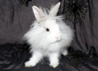 the royal lion's rabbit on black material