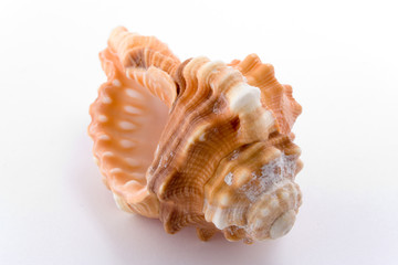 spiral cockle-shell isolated on white