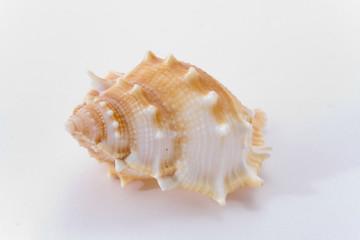 spiral cockle-shell isolated on white