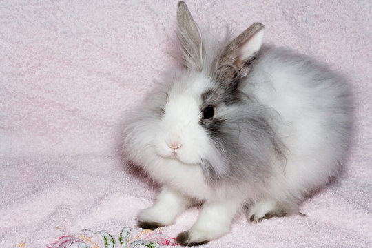 the royal lion's rabbit on faintly pink material
