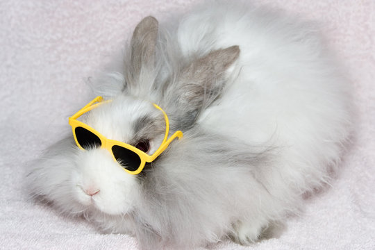 the royal lion's rabbit on faintly pink material