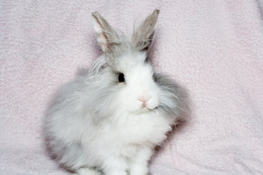 the royal lion's rabbit on faintly pink material