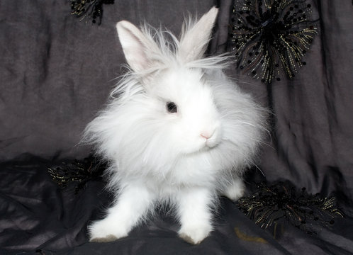 the royal lion's rabbit on black material
