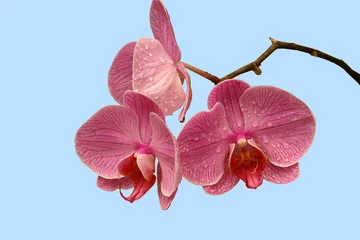 Plexiglas foto achterwand orchid © Cyber