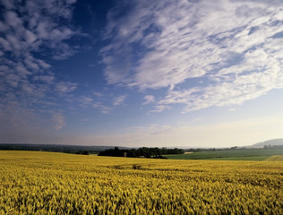 farmland