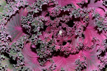 Zelfklevend Fotobehang paarse sla © Cyber