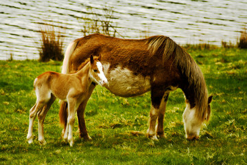 wild horses in brecon