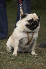 pug on a leash