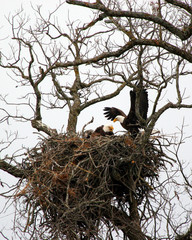 eagle in nest