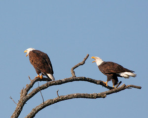 eagles on limb