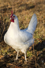 cocky