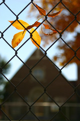 autumn leaves fence church