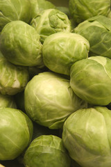 Fototapeta premium brussels sprouts