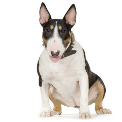 american staffordshire terrier