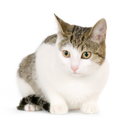 Obraz premium chat européen