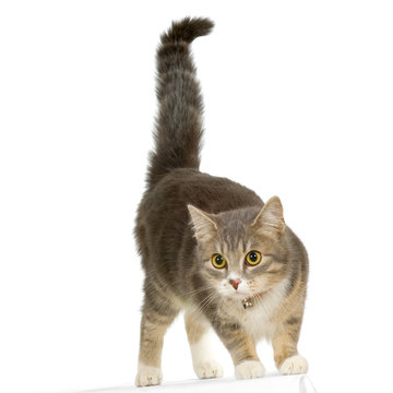 chat europ&eacute;en