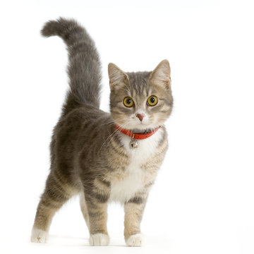 chat europ&eacute;en