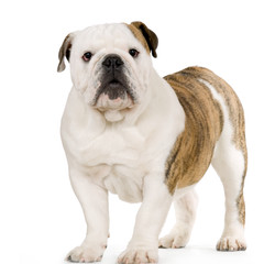 Obraz premium jeune bulldog anglais