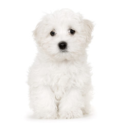 bichon maltais