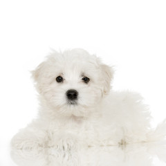 bichon maltais