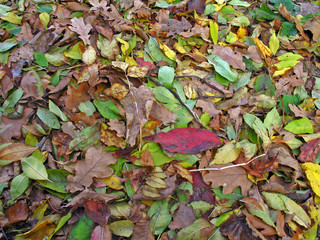 autumn colour