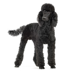 caniche royal noir
